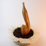 bulldog-04 bulldog-04